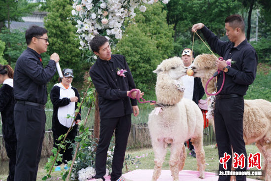 图为羊驼“新人”的浪漫草坪婚礼现场。