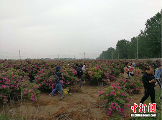 沛县鼓励发展玫瑰花种植 助推乡村振兴