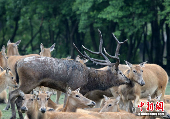 2018鹿王争霸在大丰麋鹿保护区精彩呈现