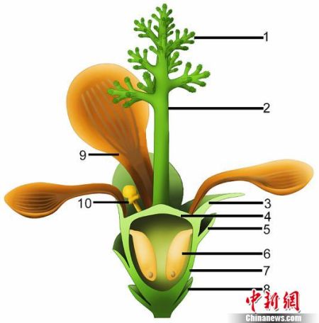 科学家发现侏罗纪早期“南京花”为迄今最古老花朵