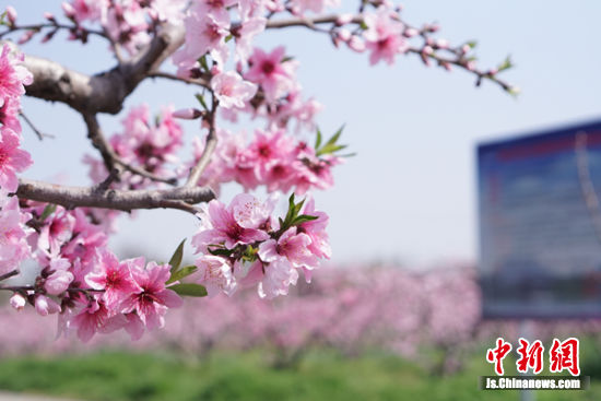 无锡阳山启动“云端”桃花节