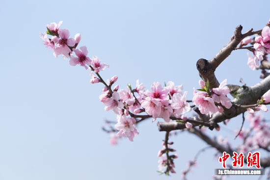 无锡阳山启动“云端”桃花节