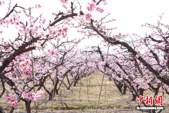 无锡阳山启动“云端”桃花节