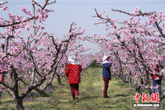 无锡阳山启动“云端”桃花节