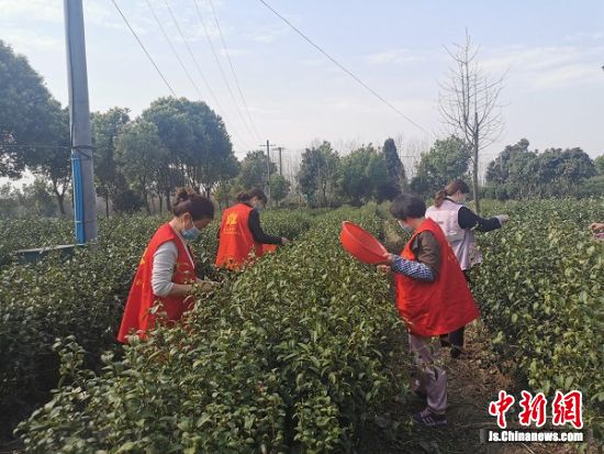 浦口桥林街道推“茶农服务专员”惠民措施