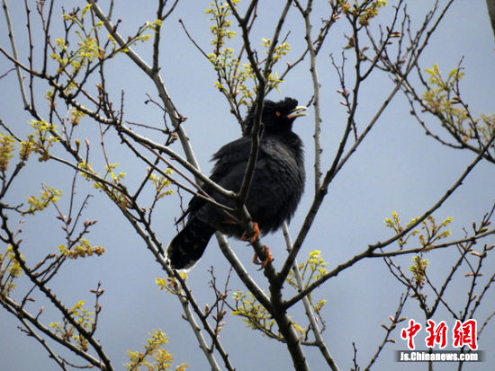 无锡动物园去年救助野生动物150余只
