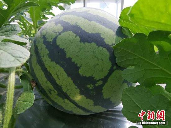 第十九届南京江宁横溪西瓜节启幕