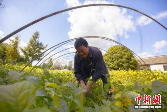 东台“西瓜老王”助力乡村振兴无怨无悔
