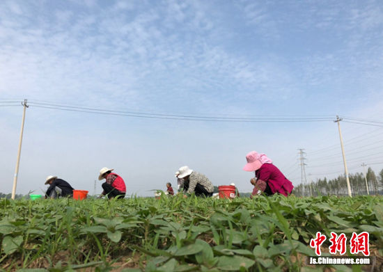 徐州引导企业与合作社对接 农民更多分享产业链收益