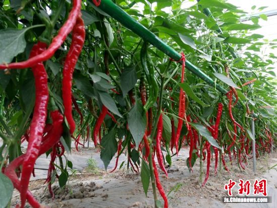 徐州引导企业与合作社对接 农民更多分享产业链收益