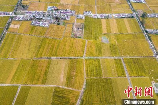 航拍江苏省淮安市农村,水稻与民居交错,形成了一幅“金色家园”美丽画卷。 泱波 摄 航拍江苏省淮安市农村,水稻与民居交错,形成了一幅“金色家园”美丽画卷。 泱波 摄