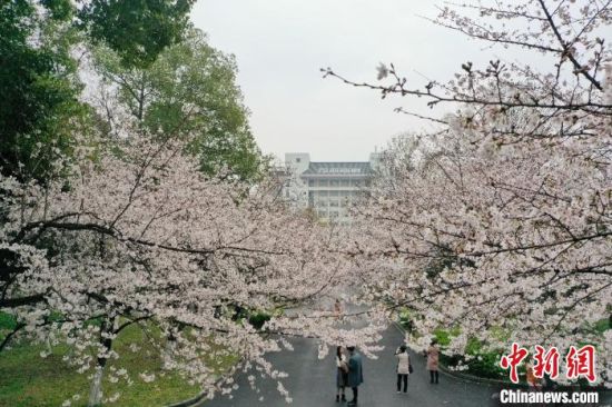 南京林业大学校园内百余株樱花陆续绽放。　董瑞文 摄