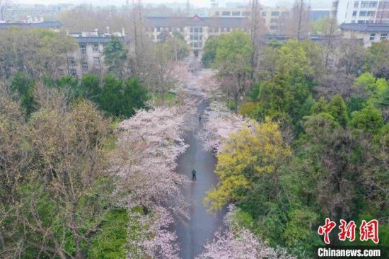南京林业大学校园内百余株樱花陆续绽放。　董瑞文 摄