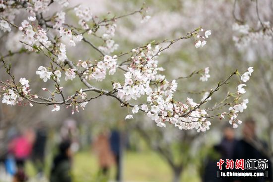 绽放的樱花迎来众多市民和游客前来赏花游玩。释不言摄 绽放的樱花迎来众多市民和游客前来赏花游玩。释不言摄