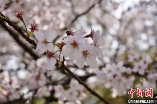 在无锡,公园里、道路上、校园内、乡村里,处处可见樱花。 孙权 摄 在无锡,公园里、道路上、校园内、乡村里,处处可见樱花。 孙权 摄
