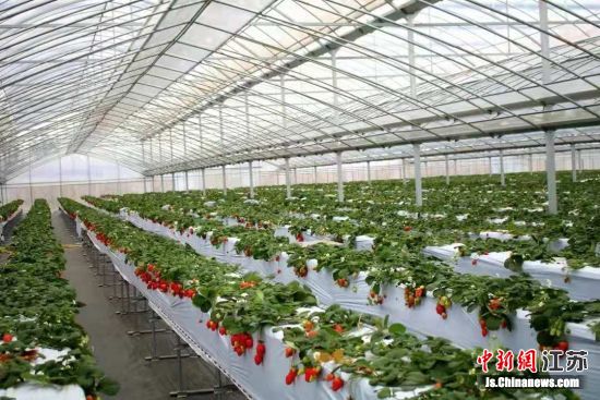 高架草莓连片大棚。潘黄街道供图 高架草莓连片大棚。潘黄街道供图
