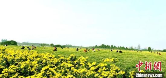 11月1日,群众采摘菊花现场。 顾士刚 摄 11月1日,群众采摘菊花现场。 顾士刚 摄