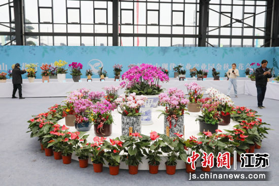 赏花会现场。锡山国家现代农业产业园供图 赏花会现场。锡山国家现代农业产业园供图