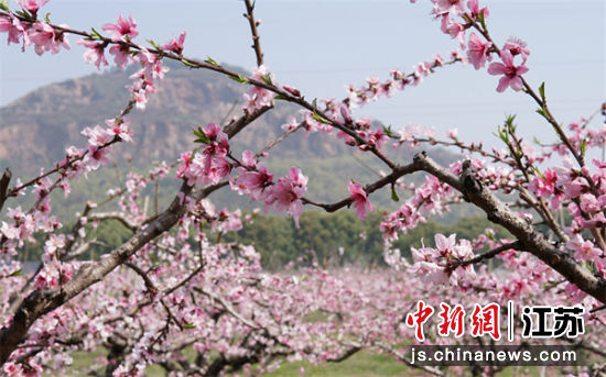 无锡阳山万亩桃林花开正盛。孙权 摄 无锡阳山万亩桃林花开正盛。孙权 摄