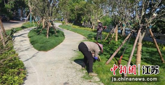 正在进行绿化管养的市政工作人员。南京江宁开发区管委会供图。 正在进行绿化管养的市政工作人员。南京江宁开发区管委会供图。