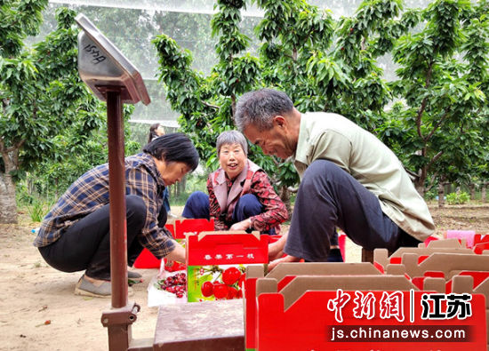 果农们欢喜地分拣、称重、装箱。朱志庚摄 果农们欢喜地分拣、称重、装箱。朱志庚摄