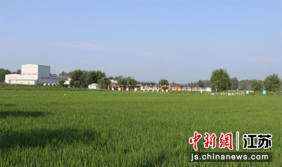 江苏省秋粮生产管理现场推动会在南京六合举行——我国新闻网