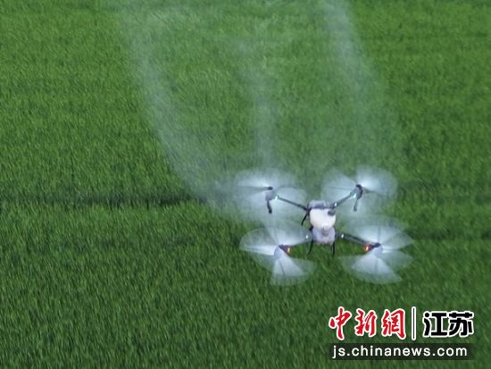无人机喷洒农药。东坎街道供图 无人机喷洒农药。东坎街道供图