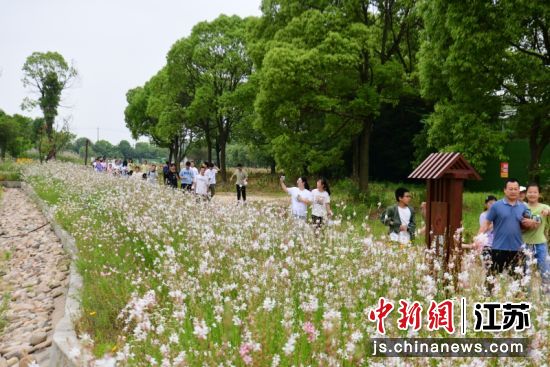 状元古道研学活动现场。胡埭镇文体服务中心 状元古道研学活动现场。胡埭镇文体服务中心