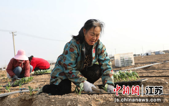 村民正在栽植西蓝花。刘朔池 摄 村民正在栽植西蓝花。刘朔池 摄