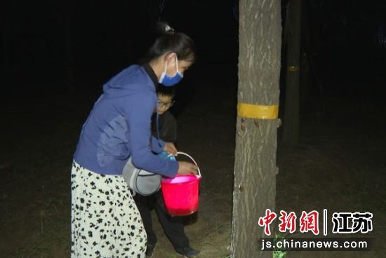游客捕捉金蝉。赵涛 摄 游客捕捉金蝉。赵涛 摄