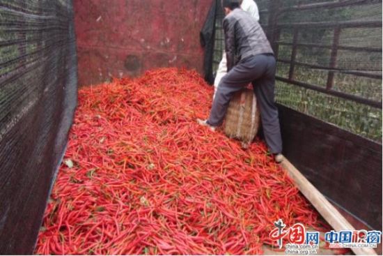 昭通永善细沙乡集体经济组织助推辣椒产业发展