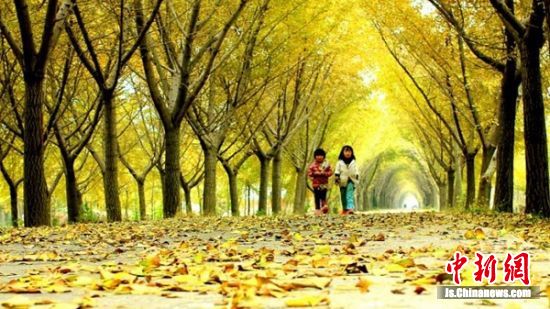 邳州国际半程马拉松开赛将开跑 银杏时光隧道