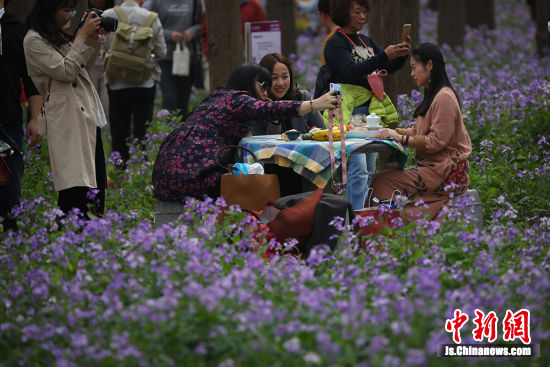 南京“二月兰”盛开连成海 民众踏青赏花享春意